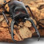 ( насекомое )fa brees Prosopocoilus inclinatus (. вид takakwai)tali Abu остров производство взрослое насекомое 70~74mm(1 пара )