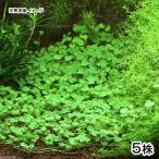 ( водоросли )nochidome( подводный лист )( нет пестициды )(5 АО )