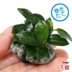 ( водоросли ) Anubias nana маленький камень есть ( водный лист )(1 шт )