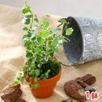 （観葉植物）テラコッタプランツ　ペペロミアタートル＆プミラ（１鉢）