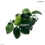 ( водоросли )* отделка завершено * Anubias nana маленький ( водный лист )(2 pot минут )