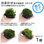 （観葉植物）苔　テラ向け　おまかせ苔付溶岩石　Ｓサイズ（約８〜１０ｃｍ）（１個）