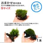 ( террариум ) мох tera предназначенный случайный мох есть коряга S размер ( примерно 15cm)( 1 шт. )