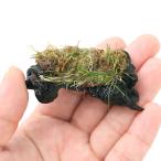 ( водоросли ) наматывать длина блокировка шерсть есть волосы - стакан Short Mini коряга ( водный лист )( нет пестициды )( 1 шт. )