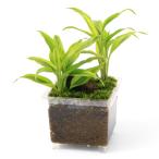 ショッピングテラリウム （テラリウム）ビバリウム用　かえるのお庭　Ｖｅｒ．和風庭園（無農薬）（１個）　北海道・九州航空便要保温