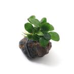 ( водоросли )* организация разведение * Anubias nana. скальная порода маленький шарик ( нет пестициды )(1 шт )