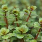 ( водоросли )ro треска ro тонн tifoli Abu Lad красный ( восток юг рейс )( водный лист )( нет пестициды )(10шт.@)