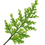 ショッピングテラリウム （テラリウム）アオホラゴケ（青法螺苔）（１パック）　北海道・九州航空便要保温