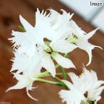 （山野草）サギソウ（鷺草）　飛翔　１球　３号（１ポット）（休眠株）