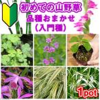 ( луговые и горные травы ) впервые. луговые и горные травы товар вид случайный ( введение вид )(1 pot )(.. состояние )