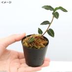 ( луговые и горные травы )shus Ran (1 pot ) драгоценности o- Kid (.. состояние )