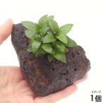 （水草）ストロギネ　レペンス　穴あき溶岩
