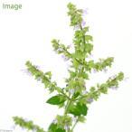 ( луговые и горные травы ) выемка kouju( паз ..) 3 номер . год .(1 pot )(.. состояние )