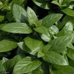 ストロギネレペンス