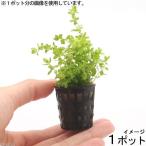 ( водоросли ) Mini pot pearl-grass ( водный лист )( нет пестициды )(1 pot )