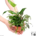 ( водоросли ) неглазурованный фарфор . горшок .... Mix Ver. Anubias * микро санки um* Cryptocoryne (1 шт )