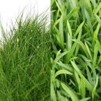 ( водоросли ) передний .2 вида комплект волосы - стакан Short (1 пачка минут )+ Echinodorus te фланель s( водный лист )(5 АО )