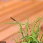 ( луговые и горные травы )ko енот Ran ( маленький . орхидея )(3 pot )(.. состояние )