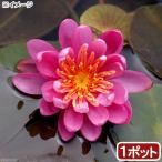 アクアリウム用水草