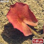 アクアリウム用水草