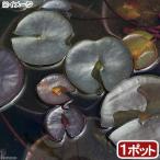 アクアリウム用水草
