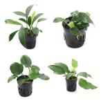 ( водоросли ) случайный Anubias ( маленький размер ~ средний вид )1 вид (1 pot минут )