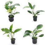 ( водоросли ) случайный Anubias ( средний ~ большой вид )1 вид (1 pot минут )