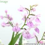 （山野草）ウチョウラン（羽蝶蘭）花色おまかせ　２．５号〜（１ポット）（休眠状態）