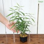 ( луговые и горные травы ) wild o-tsu(. корень ko van saw ) 3 номер (1 pot )(.. состояние )