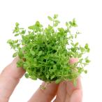 ( водоросли )* выращивание settled * pearl-grass мяч ( водный лист )( нет пестициды )(1 шт )