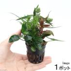 ( водоросли ) случайный водоросли .... pot Ver.nana маленький ( водный лист )(1 pot )