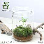 （観葉植物）苔テラリウム　ミヤマウズラ　ガラスボトルＬ　説明書付　ジュエルオーキッド　コケテラリウム　苔テラ　コケテラ　苔　インテリア