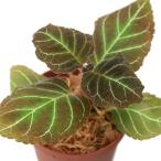 ショッピングテラリウム （テラリウム）ペアルケア　ヒポキルティフローラ（１ポット）　北海道・九州航空便要保温