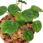 ショッピングテラリウム （テラリウム）ペペロミア　メリディアーナ　Ｅｃｕａｄｏｒ（１ポット）　北海道・九州航空便要保温