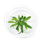 ( водоросли ) организация разведение Mini cup Anubias bar Terry var. перчатка la(1 cup )