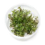 ( водоросли ) организация разведение ro треска ro тонн tifo задний korolata( нет пестициды )(1 cup )