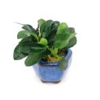 ( водоросли ) бобы горшок ввод Anubias nana маленький ( водный лист )(1 шт )