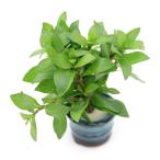 ( водоросли ) бобы горшок ввод высокий Glo filler Police peruma( водный лист )( нет пестициды )(1 шт )