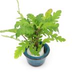 ( водоросли ) бобы горшок ввод высокий Glo filler булавка natifida( водный лист )( нет пестициды )(1 шт )