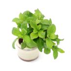 (水草)豆鉢入り ハイグロフィラ ロザエネルヴィス(水上葉)(無農薬)(1個)
