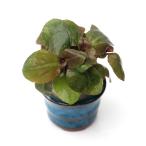 ( водоросли ) бобы горшок ввод лобелия кардиган . Naris ( водный лист )( нет пестициды )(1 шт )