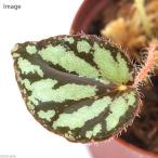 ( террариум ) бегония ruzonensis(1 pot ). вид бегония 