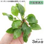 ( водоросли )* отделка завершено * Anubias nana золотой ( водный лист )(3 pot минут )