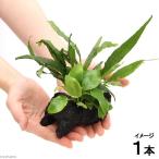 ( водоросли ) Anubias nana золотой & микро санки ump терроризм psso-do leaf есть коряга SS размер ( 1 шт. )( примерно 10cm)