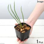 ( луговые и горные травы )sida(. зуб )sisi Ran ( лев орхидея )3 номер (1 pot ) вечнозеленый . много год .