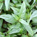 アマゾンハイグロ