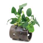 ( водоросли ) Anubias nana Mashiko . дыра ракушка ta-( водный лист )(1 шт )