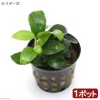 ( водоросли ) Anubias nana маленький ( водный лист )(1 pot минут )