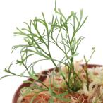 （テラリウム）エラフォグロッサム　ペルタタム　タイプ２（１ポット）　北海道・九州航空便要保温