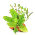 ( водоросли )zeo свет ( orange ) помело носорог Ver. Anubias золотой ( нет пестициды )(1 шт )